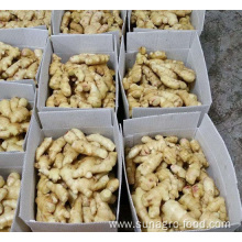 Dehydrated And Salted Dried Ginger